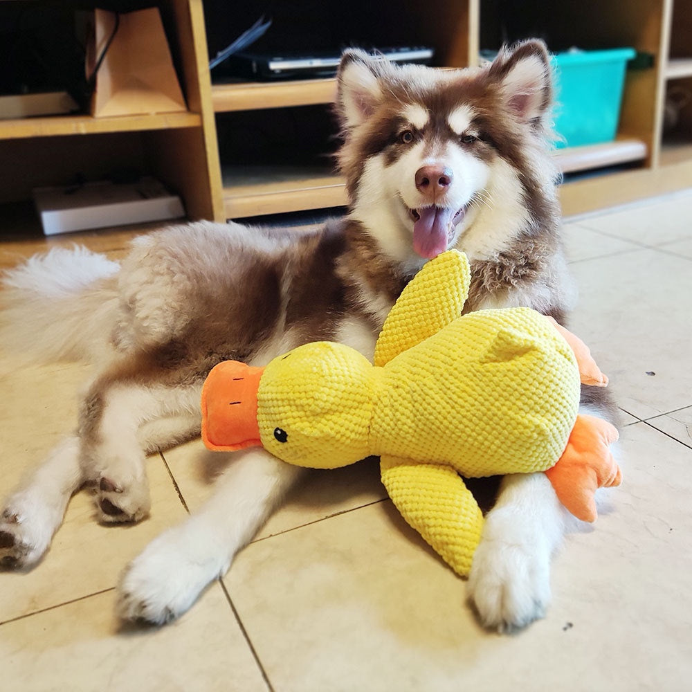 Calming Duck